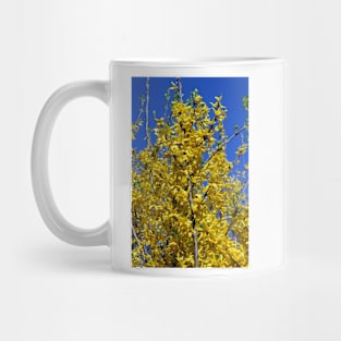 Yellow Forsythia tree in bloom Mug